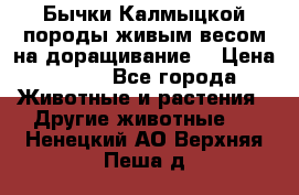 Бычки Калмыцкой породы живым весом на доращивание. › Цена ­ 135 - Все города Животные и растения » Другие животные   . Ненецкий АО,Верхняя Пеша д.